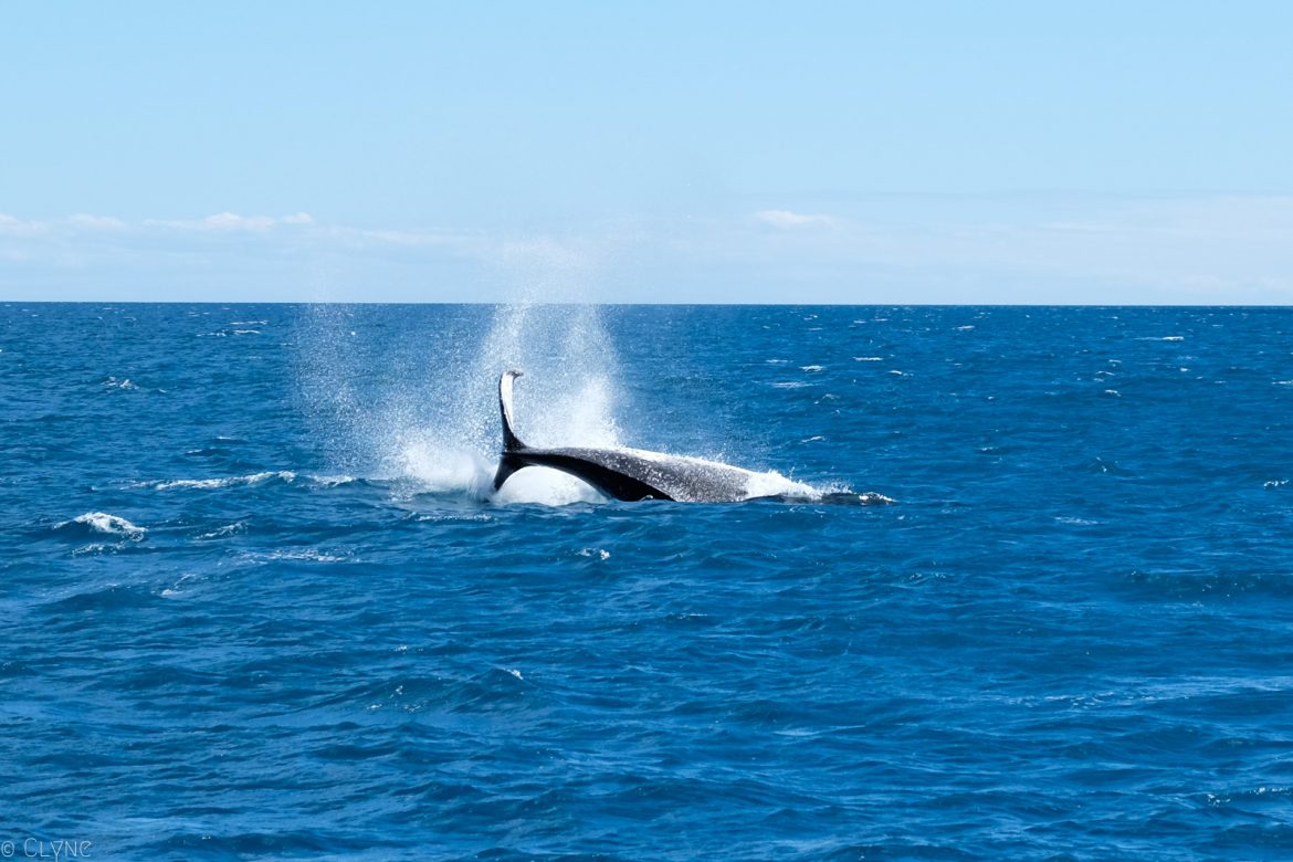 Australie Queensland Observation Baleines 22 Clyne Blog Lifestyle